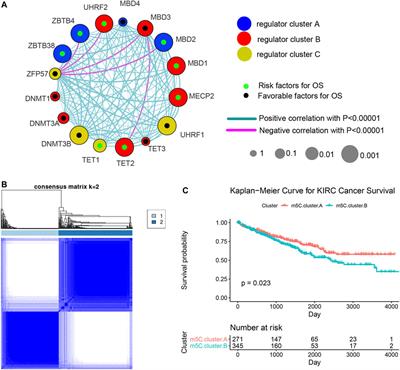 Integrative 5-Methylcytosine Modification Immunologically Reprograms Tumor Microenvironment Characterizations and Phenotypes of Clear Cell Renal Cell Carcinoma